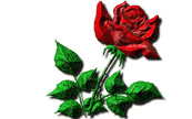 rose de l'amour